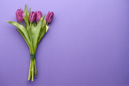 Purple tulips on purple backgroundの写真素材