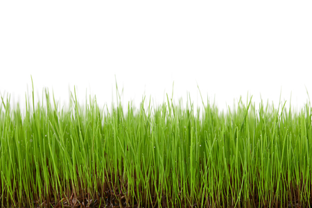 Green grass field isolated on white backgroundの写真素材