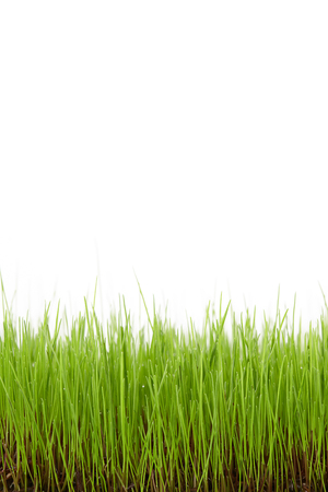 Green grass field isolated on white backgroundの写真素材