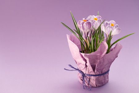 Flower pot with crocuses on purple backgroundの写真素材