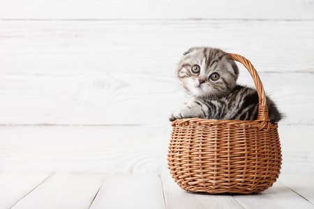 Cute scottish fold kitten in basket on white wooden backgroundの写真素材