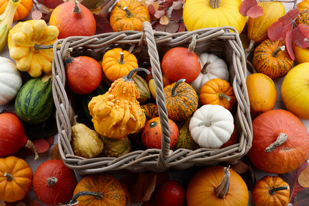 Wicker basket with colorful pumpkins and gourds for Halloween and Thanksgiving, holiday decorationの写真素材