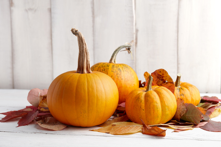 Colorful pumpkins and gourds for Halloween and Thanksgiving, holiday decorationの写真素材