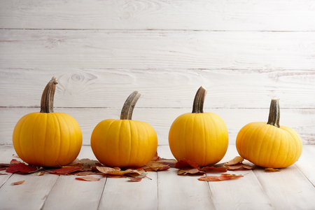 Yellow pumpkins in a row on white wooden background, Thanksgiving and Halloween holiday decorationの写真素材