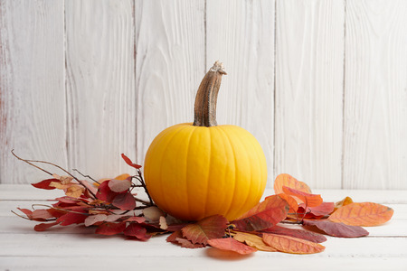 Bright yellow pumpkin in autumn leaves, Thanksgiving and Halloween fall decorationの写真素材
