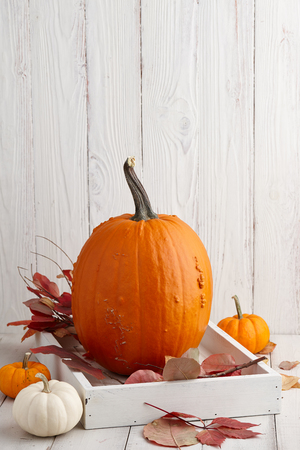 Autumn pumpkins and colorful leaves decorations for Halloween and Thanksgiving holidaysの写真素材