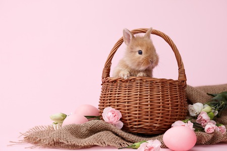 Cute ginger bunny rabbit in basket decorated with spring flowers and Easter eggs on pink backgroundの写真素材