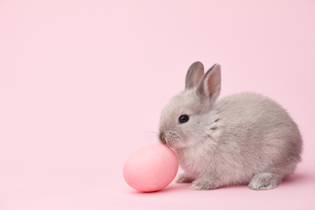 Easter bunny rabbit with pink painted egg on pink background. Easter holiday concept.の写真素材
