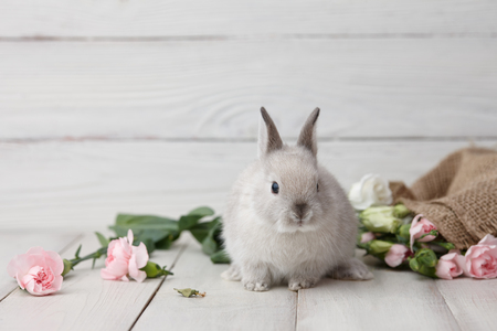 Easter bunny rabbit with spring flowers on white wooden planks, Easter holiday concept.の写真素材