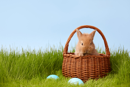 Cute ginger bunny rabbit in basket on grass lawn. Easter holiday concept.の写真素材