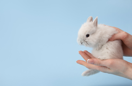 Womans hands holding bunny rabbitの写真素材