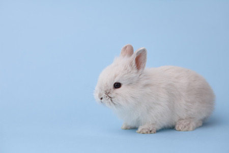 White bunny rabbit on blue background. Easter holiday concept.の写真素材
