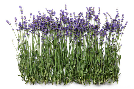 Fresh lavender flowers isolated on white background, top viewの写真素材