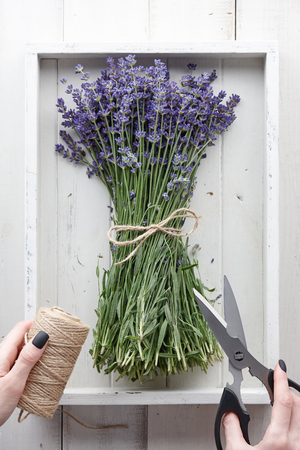 Binding lavender flowers with scissors and ropeの写真素材