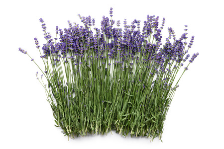 Lavender flowers isolated on whiteの写真素材