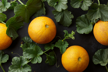 Fresh yelllow melons and plant vines on black background, summer harvestの写真素材