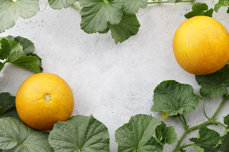 Fresh yelllow melons and flowering vines on white textured background, copy spaceの写真素材