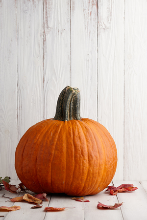 Large orange pumpkin in autumn leaves, Thanksgiving and Halloween fall decorationの写真素材