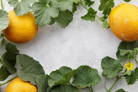 Fresh yelllow melons and flowering vines on white textured background, copy spaceの写真素材