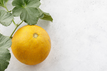 Fresh yelllow melon and flowering vines on white stone background, close up viewの写真素材