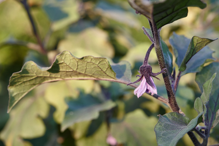 Eggplant or aubergine blossom, close up viewの写真素材