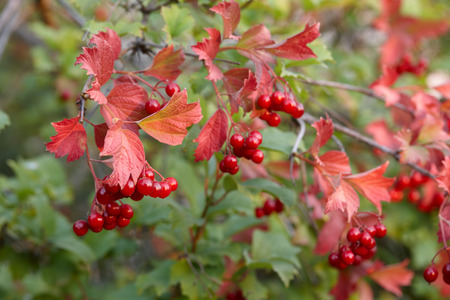 Viburnum or guelder rose with red leaves, close up view. Autumn nature concept.の写真素材
