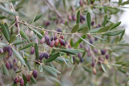 Ripe olives on olive tree branch close up. Autumn harvesting in Mediterranean grovesの写真素材