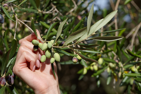 Womans hand holding olive tree branch with green olives, close up view. Autumn harvesting in Mediterranean groves.の写真素材