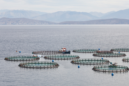Floating fish farm near Kassiopi town in Corfu island, Greeceの写真素材