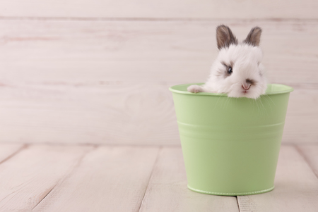 White bunny rabbit in green metal pot on white planks. Easter holiday concept.の写真素材