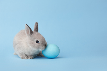 White Easter bunny with painted egg on blue background. Easter holiday concept.の写真素材