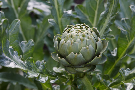 Fresh green artichoke growing in vegetable garden, close up viewの写真素材