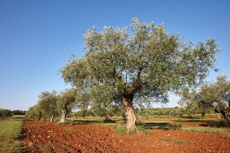 Mediterranean olive trees in a row in Istria region, Croatiaの写真素材