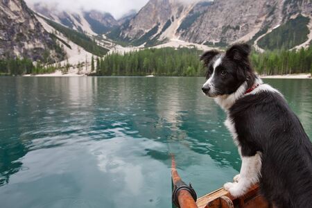 Young black and white border collie dog in wooden boat on blue mountain lake background. Lago di Braies, Italy.の写真素材