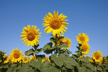 Sunflower field in sunny day with clear blue sky. Sunflower close up view.の写真素材