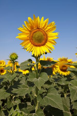 Sunflower field in sunny day with clear blue sky. Sunflower close up view.の写真素材