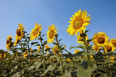 Sunflower field in sunny day with clear blue sky. Sunflower close up view.の写真素材
