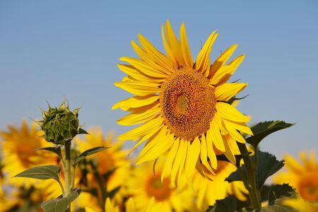 Sunflower field in sunny day with clear blue sky. Sunflower close up view.の写真素材