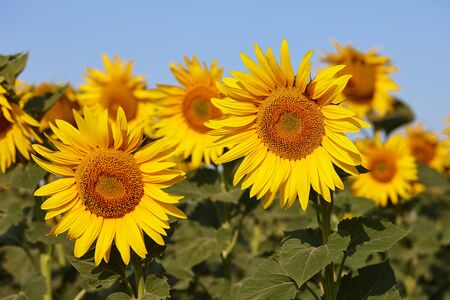 Sunflower field in sunny day with clear blue sky. Sunflower close up view.の写真素材