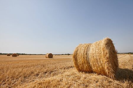 Agriculture filed with round hay bales after wheat harvestの写真素材