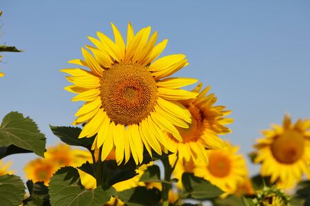 Sunflower field in sunny day with clear blue sky. Sunflower close up view.の写真素材