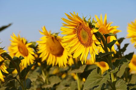 Sunflower field in sunny day with clear blue sky. Sunflower close up view.の写真素材