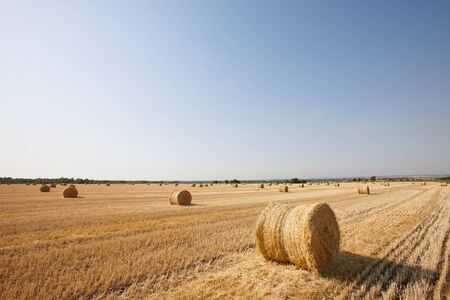 Agriculture filed with round hay bales after wheat harvestの写真素材