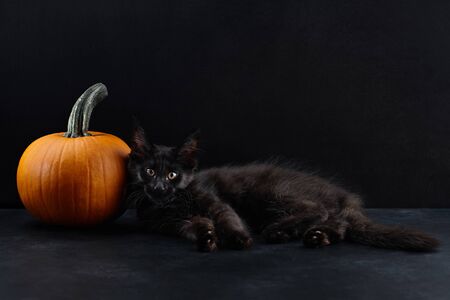 Black maine coon cat and orange pumpkin on black background. Symbols of Halloween.の写真素材