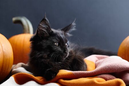 Black maine coon cat lying in warm plaid among orange pumpkins on black background. Symbol of Halloween.の写真素材