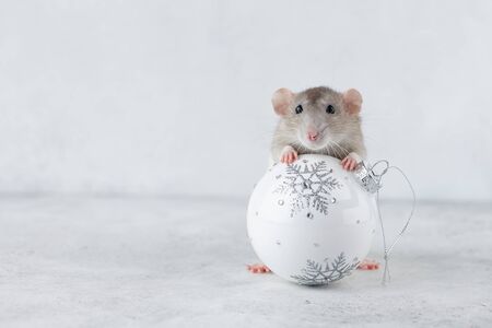 Gray rat with white Christmas glass ball decoration. Chinese new year 2020 creative concept.の写真素材