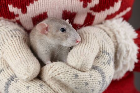 Woman's hands in warm winter mittens holding gray rat, close up view. Chinese new year 2020 creative...