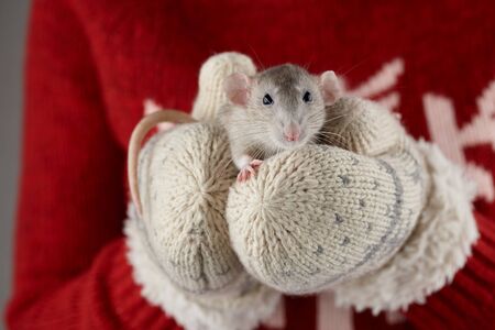 Woman's hands in warm winter mittens holding gray rat, close up view. Chinese new year 2020 creative concept.の写真素材
