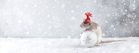 Rat in winter hat holding Christmas white ball decoration in snowy weather. Chinese new year 2020 creative concept.の写真素材