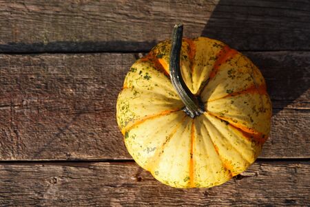 Beautiful striped pumpkin on old planks at sunset, fall displayの写真素材
